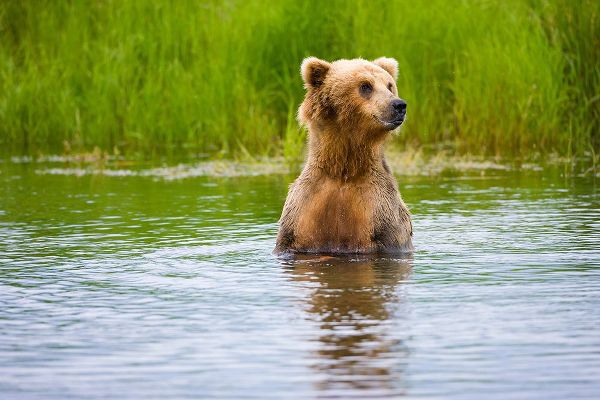 Su, Keren 아티스트의 Brown Bear standing on Brooks River-Katmai National Park-Alaska-USA작품입니다.